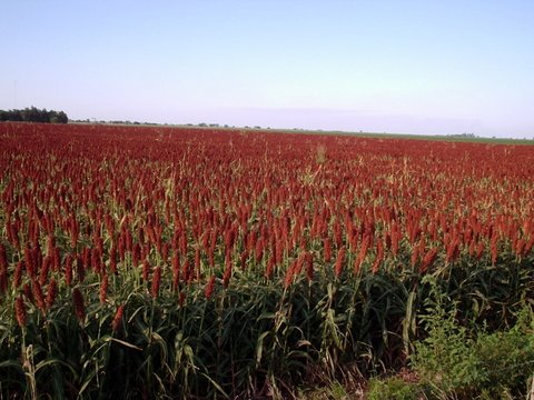 El Cacuy