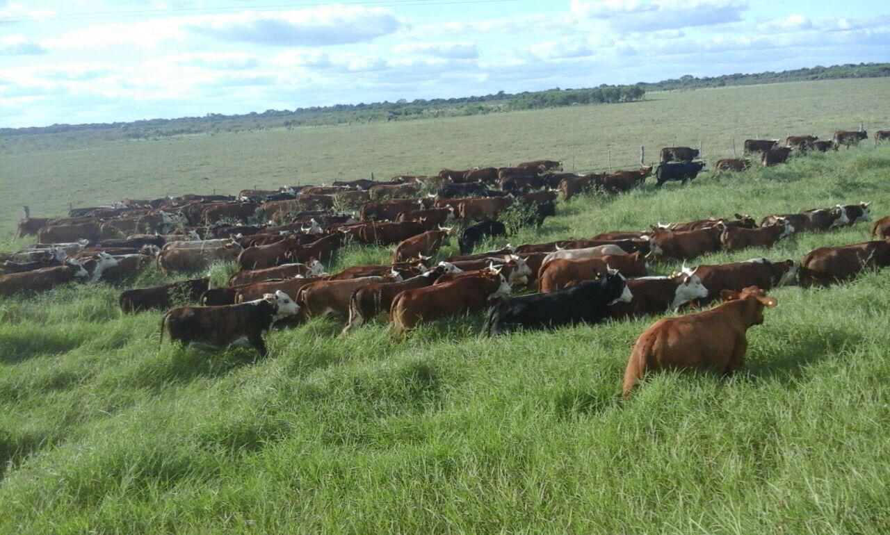 Las Lantanas